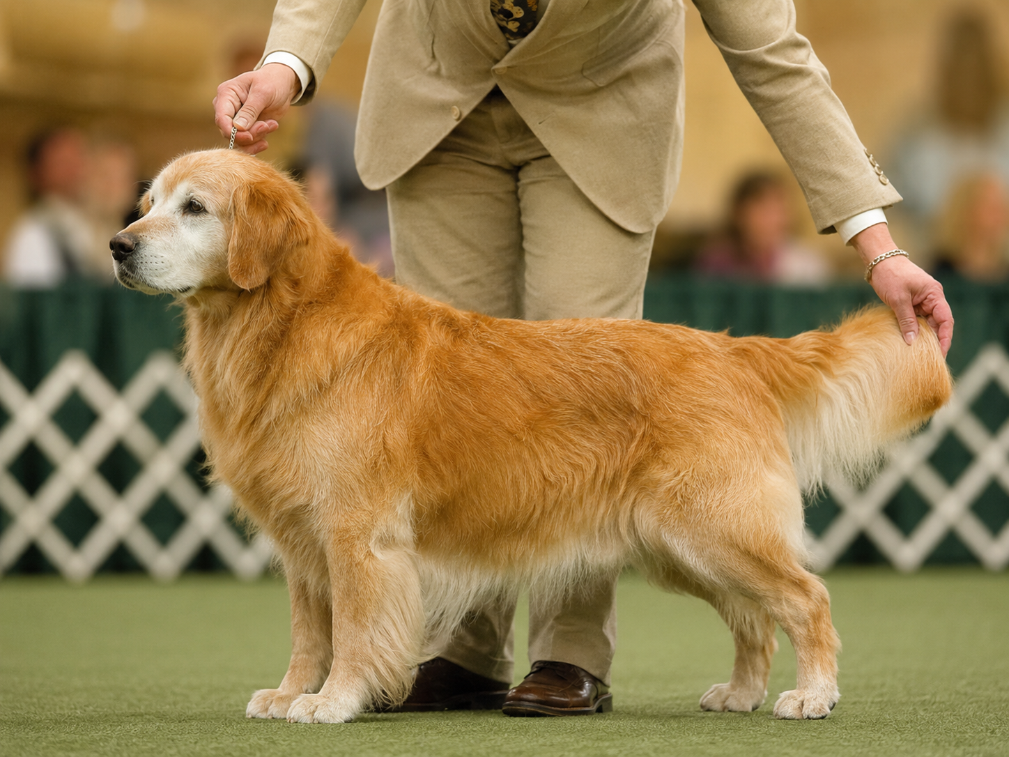 Dojrzały golden retriever prezentowany w klasie weteranów