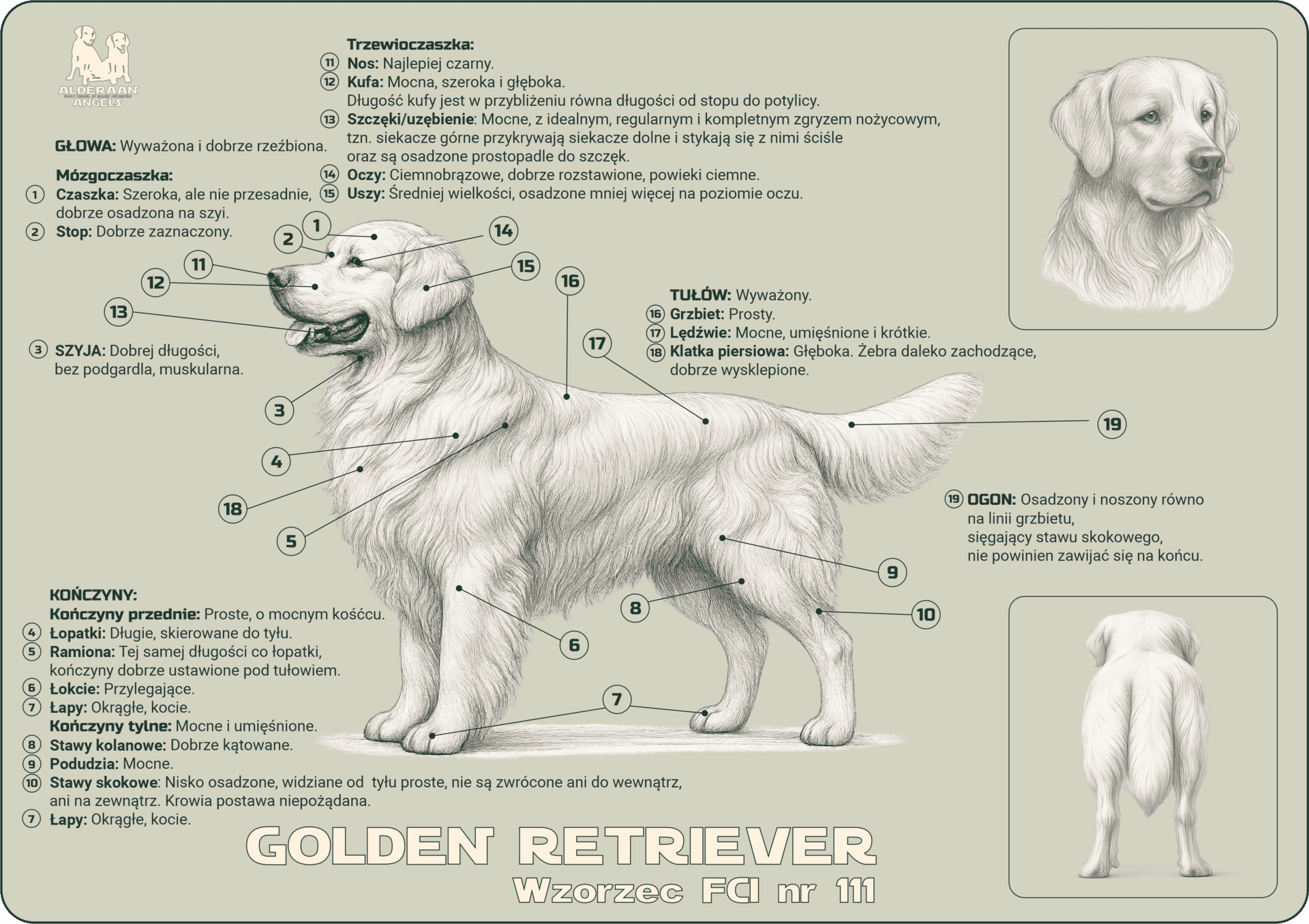 Golden Retriever – wzorzec FCI nr 111, plansza informacyjna
