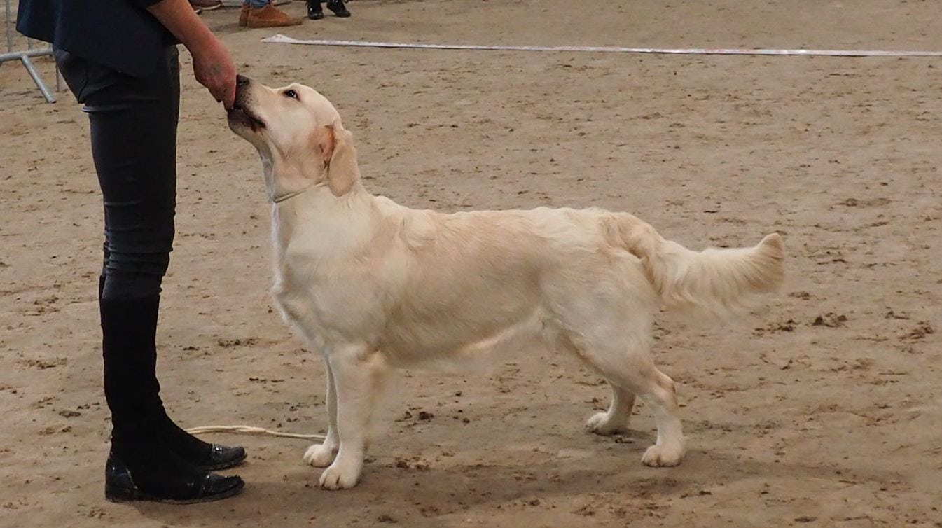 10th Carnival Dog Show-National Dog Show (CAC), Sopot (D/Gdynia), 05-01-2020