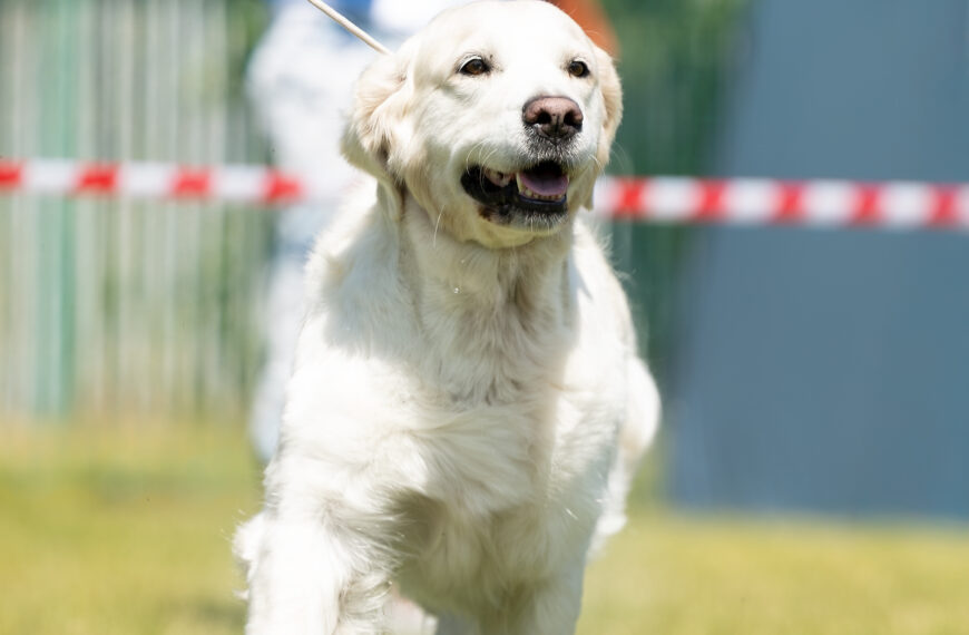 XIX Międzynarodowa Wystawa Psów Rasowych BYTOM, 14÷15-06-2025