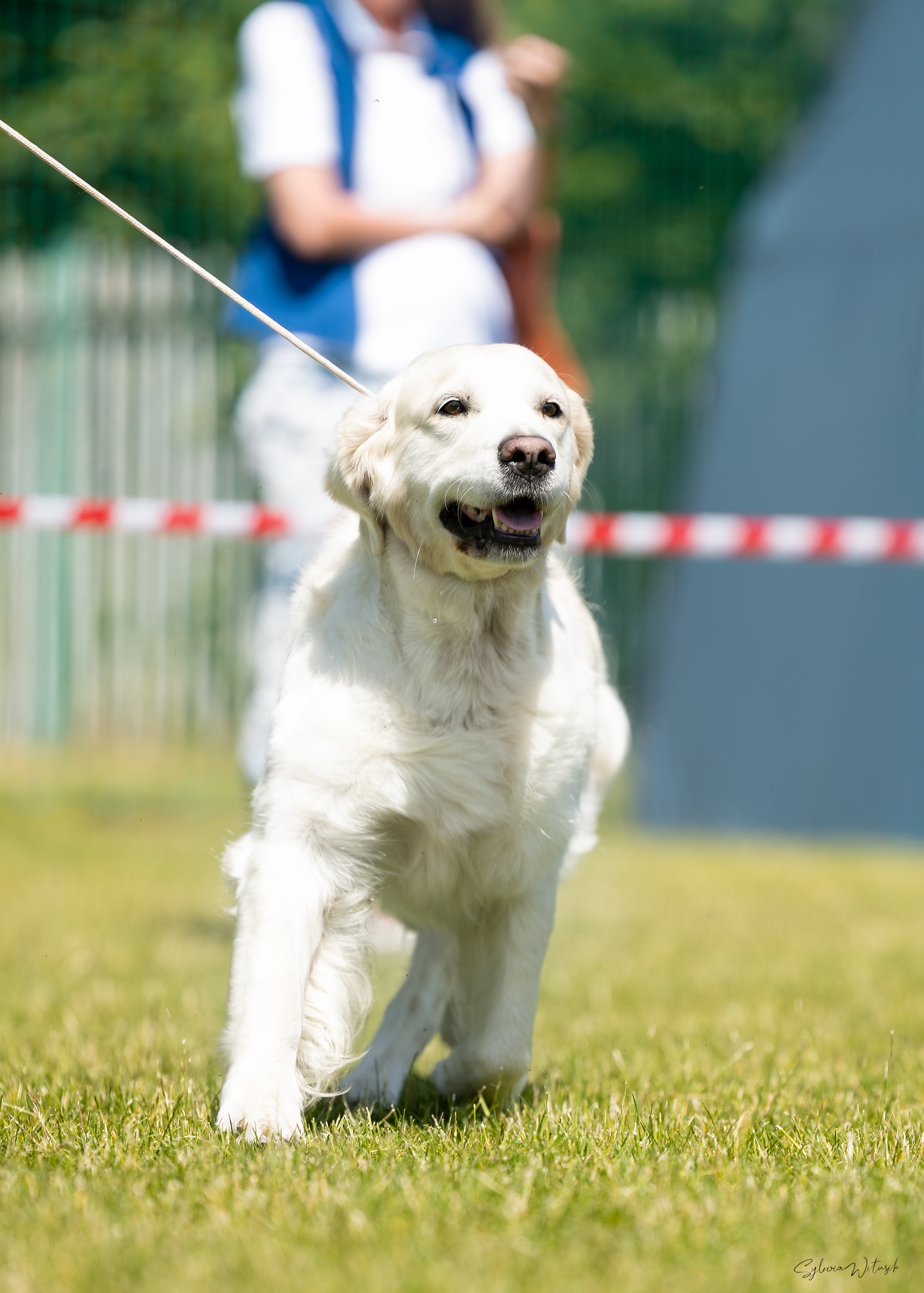 XIX Międzynarodowa Wystawa Psów Rasowych BYTOM, 14÷15-06-2025