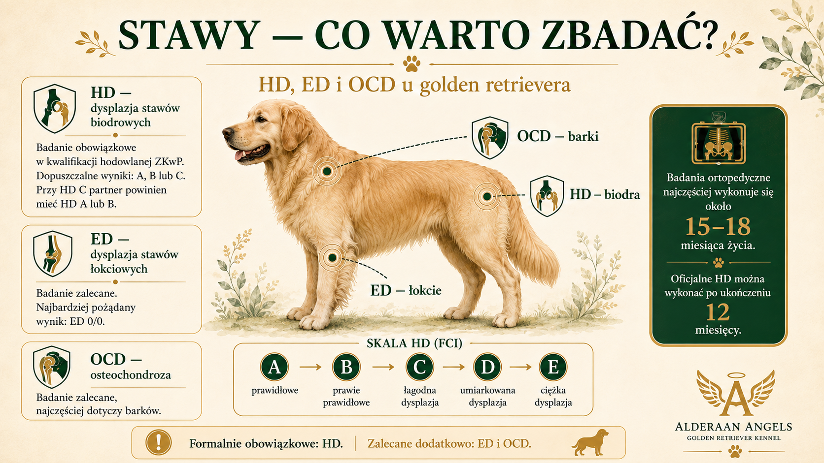 HD, ED i OCD – badania stawów golden retrievera