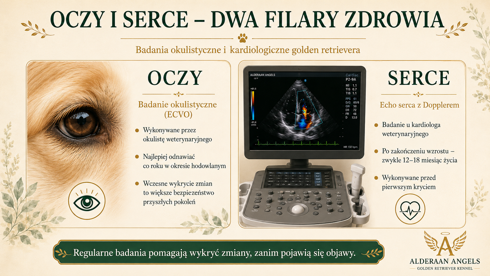Badania oczu i serca golden retrievera