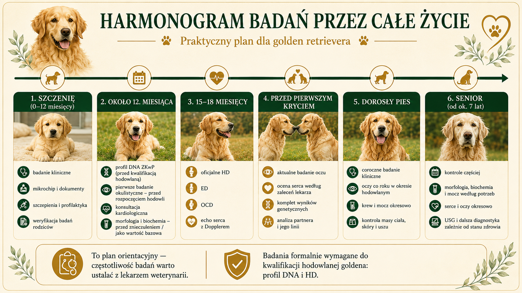 Harmonogram badań golden retrievera przez całe życie