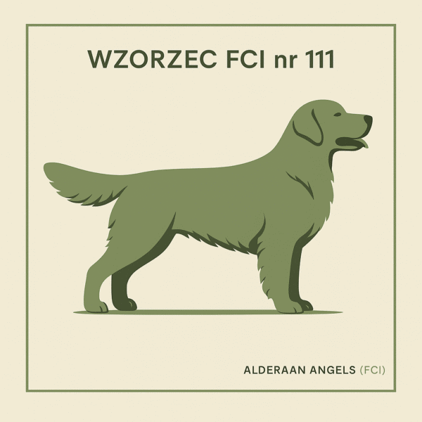 golden retriever - wzorzec klasy fci