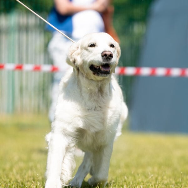 XIX Międzynarodowa Wystawa Psów Rasowych BYTOM, 14÷15-06-2025