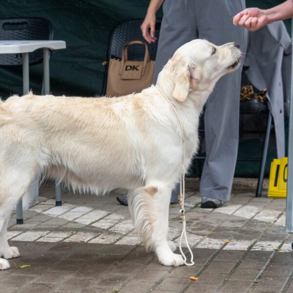 Krajowa Wystawa Psów Rasowych Chojnice, 26-07-2025