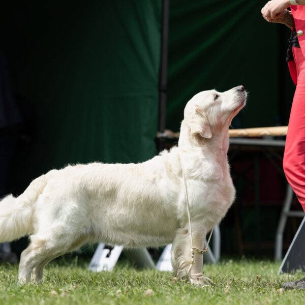 V Międzynarodowa Wystawa Psów Rasowych - GORZÓW WLKP., 12÷13-07-2025
