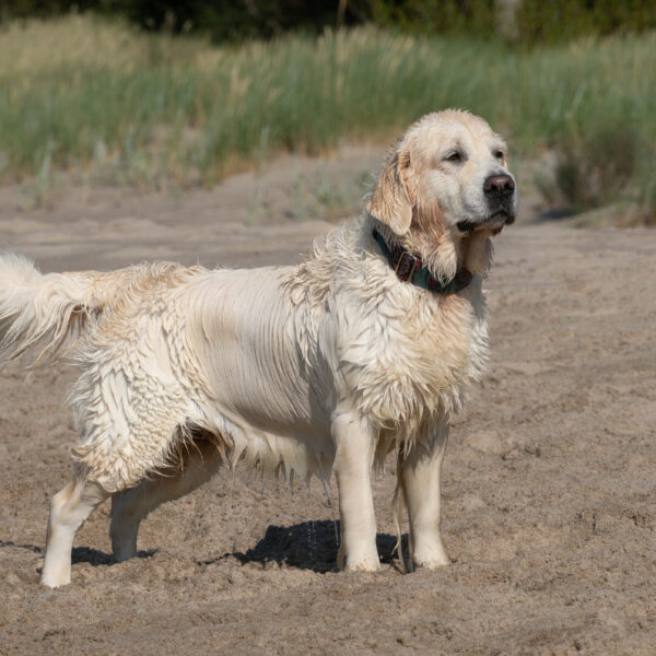 Aniołki - relaks po pracy - Sesja letnia 14.07.2025 rok.
