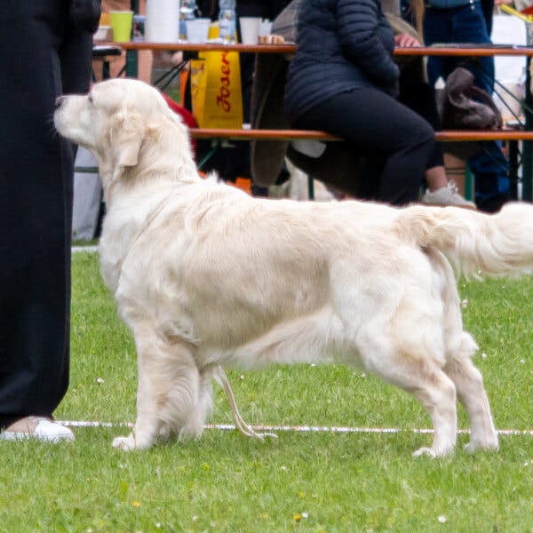 I Specjalistyczna Wystawa Psów Rasy Golden Retriever -Świerklaniec 2026 (O/Chorzów), 09-05-2026