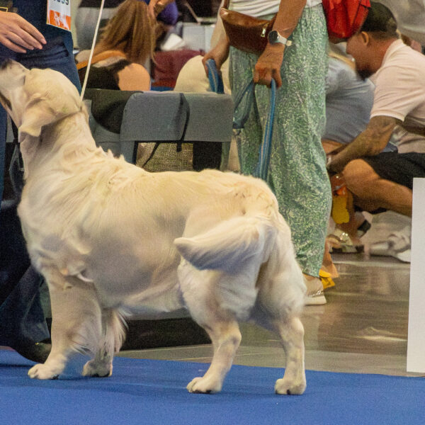 International dog show - CACIB FCIMezinárodní výstava psů všech plemen - CACIB FCI - 11-12. 07. 2026 , Brno BVV